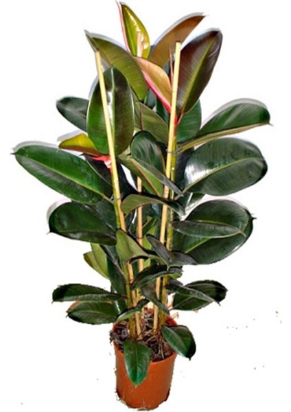 Kauçuk Bitkisi (Ficus Elastica) 70-80CM fiyatları