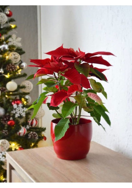 Videolu Atatürk Çiçeği (30 40 Cm)1 Adet Saksılı Hediyelik Çiçekli Bodur Bitki Poinsettia fırsatları