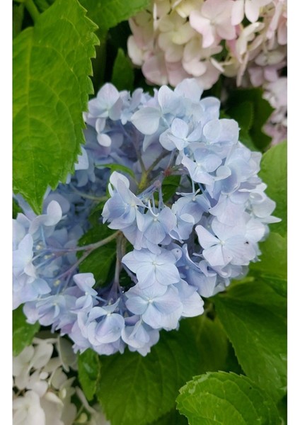 Videolu 1 Adet Mavi Renk Ortanca Çiçeği Fidanı 30-60 cm Saksılı Çiçekli Bodur Bitkiler Hydrangea