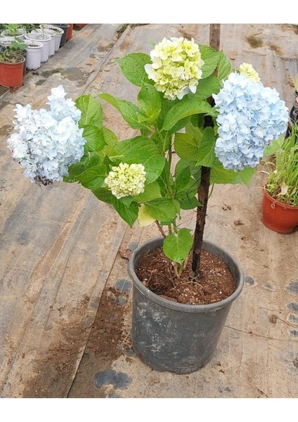 Videolu 1 Adet Mavi Renk Ortanca Çiçeği Fidanı 30-60 cm Saksılı Çiçekli Bodur Bitkiler Hydrangea indirimleri
