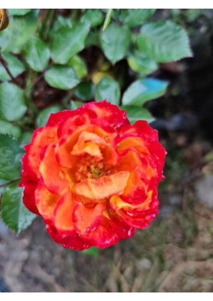 Videolu Mumyalı Turuncu Gül Fidanı 1 Adet 50-80 cm Saksılı Aşılı Gül (Orange Rose)