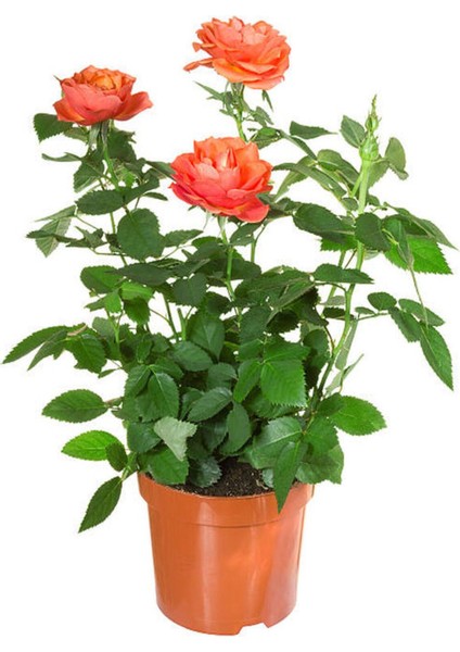 Videolu Mumyalı Turuncu Gül Fidanı 1 Adet 50-80 cm Saksılı Aşılı Gül (Orange Rose) fiyatları