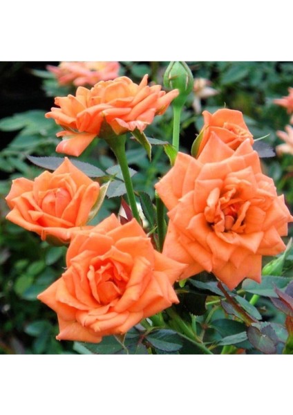 Videolu Mumyalı Turuncu Gül Fidanı 1 Adet 50-80 cm Saksılı Aşılı Gül (Orange Rose) fırsatları