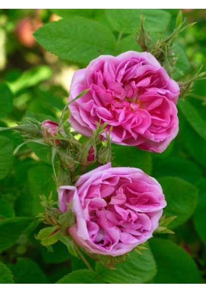 Serada Decor Plant Vidolu Isparta Gülü Reçellik Pembe Renkli (20 50 Cm) 1 Adet Aşılı Gül Pink Rose