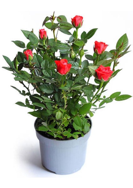 Videolu Çıtır Minyatür Kırmızı Renkli (20 30 Cm) 1 Adet Tüplü Aşılı Gül Red Rose