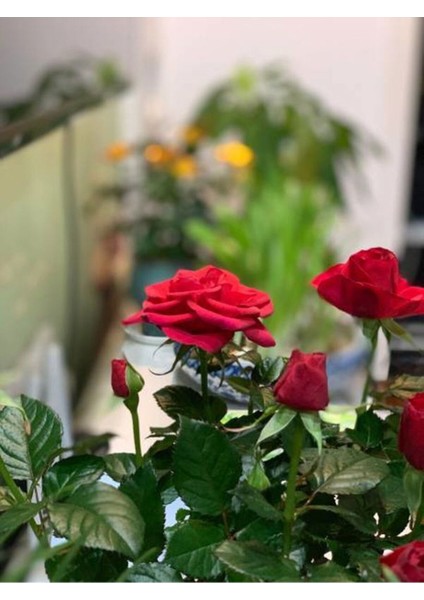 Videolu Çıtır Minyatür Kırmızı Renkli (20 30 Cm) 1 Adet Tüplü Aşılı Gül Red Rose fiyatları