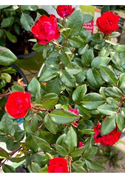 Videolu Çıtır Minyatür Kırmızı Renkli (20 30 Cm) 1 Adet Tüplü Aşılı Gül Red Rose modelleri