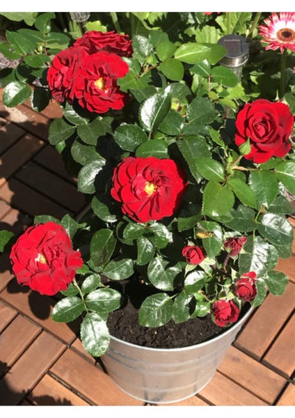 Videolu Çıtır Minyatür Kırmızı Renkli (20 30 Cm) 1 Adet Tüplü Aşılı Gül Red Rose fırsatları