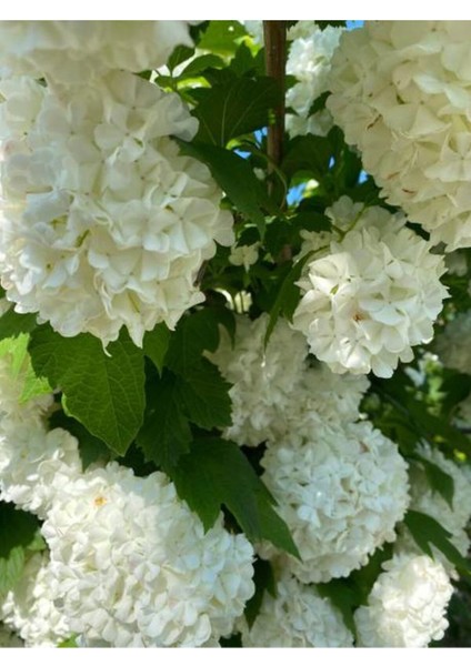 Videolu Kartopu Fidanı (50 70 Cm)1 Adet Saksılı Çiçekli Dış Mekan Bitkisi Viburnum