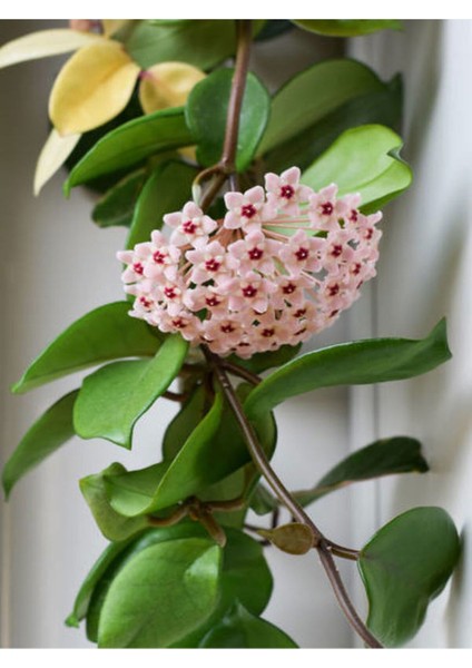 Videolu Mum Çiçeği Fidanı Kokulu Pembe Renk (30 40 Cm)1 Adet Saksılı Dış Mekan Bitkisi Hoya Carnosa