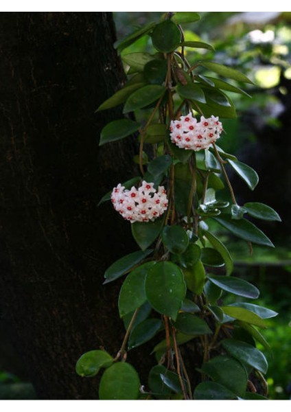 Videolu Mum Çiçeği Fidanı Kokulu Pembe Renk (30 40 Cm)1 Adet Saksılı Dış Mekan Bitkisi Hoya Carnosa fiyatları
