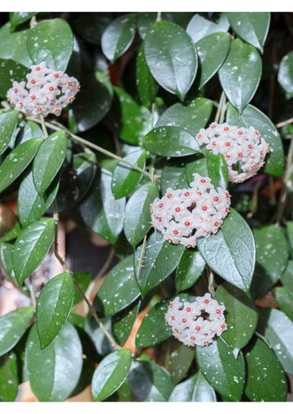 Videolu Mum Çiçeği Fidanı Kokulu Pembe Renk (30 40 Cm)1 Adet Saksılı Dış Mekan Bitkisi Hoya Carnosa modelleri