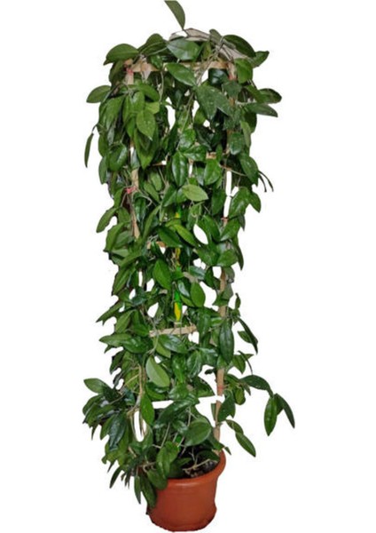 Videolu Mum Çiçeği Fidanı Kokulu Pembe Renk (30 40 Cm)1 Adet Saksılı Dış Mekan Bitkisi Hoya Carnosa fırsatları