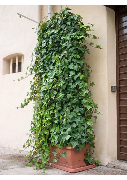 Videolu Büyük Yapraklı Duvar Sarmaşığı (50 60CM)1 Adet Saksıda Dış Mekan Sarmaşık Bitkisi Hedera fiyatları