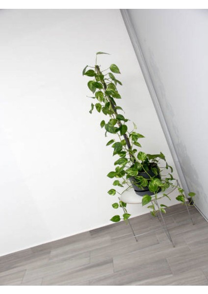 Videolu Büyük Yapraklı Duvar Sarmaşığı (50 60CM)1 Adet Saksıda Dış Mekan Sarmaşık Bitkisi Hedera modelleri