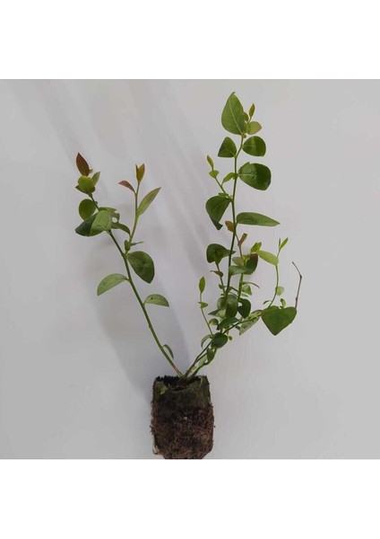 Verimli Darrow Yaban Mersini Likapa Fidesi 5-15 Cm3 Adet fiyatları