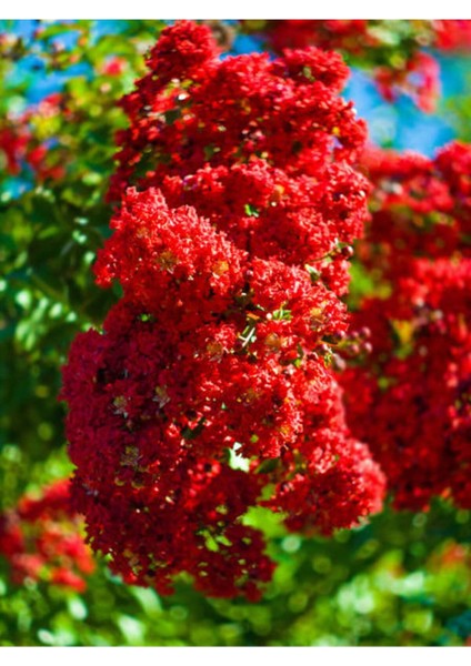 Videolu Kırmızı Çiçekli Oya Ağacı Fidanı (70 80 Cm)1 Adet Saksılı Dış Mekan Lagerstroemia Indica