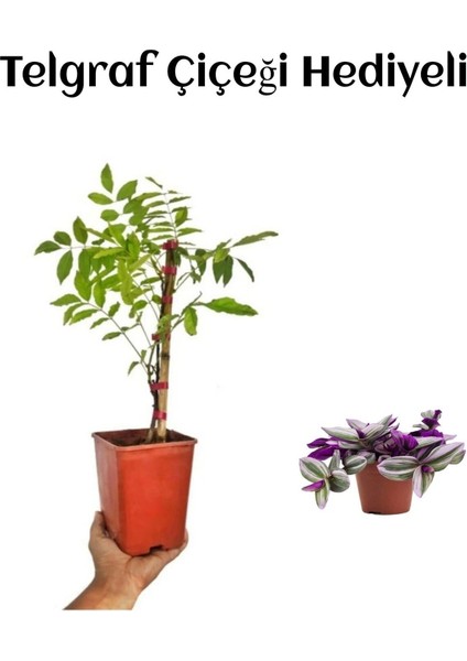 Mor Salkım Ağacı Fidanı Sevgililer Gününe Özel Telgraf Hediyeli