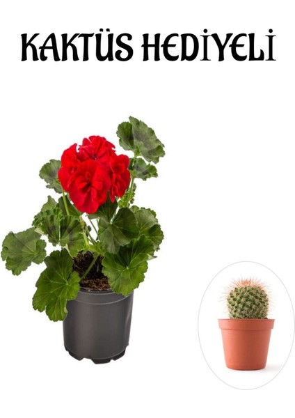 Hediyelik Kırmızı Sardunya Fidanı Sevgililer Gününe Özel Kaktüs Hediyeli