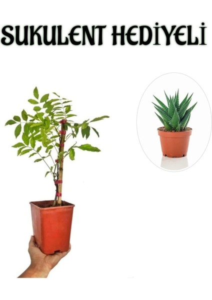Mor Salkım Ağacı Fidanı Sevgililer Gününe Özel Sukulent Hediyeli