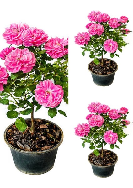 Serada Decor Plant Videolu Isparta Gül Fidanı Pembe Renkli (40 70 Cm) 3 Adet Saksılı Aşılı Gül Pink Rose