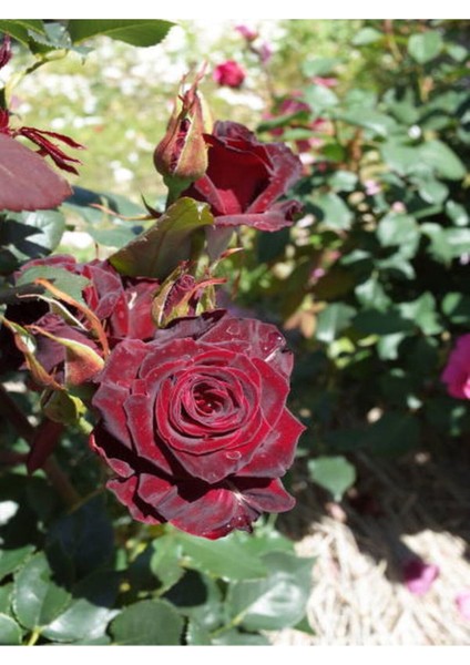 Videolu Yediveren Kokulu Bordo Renk (30 60 Cm) 2 Adet Saksılı Aşılı Gül Burgundy Rose