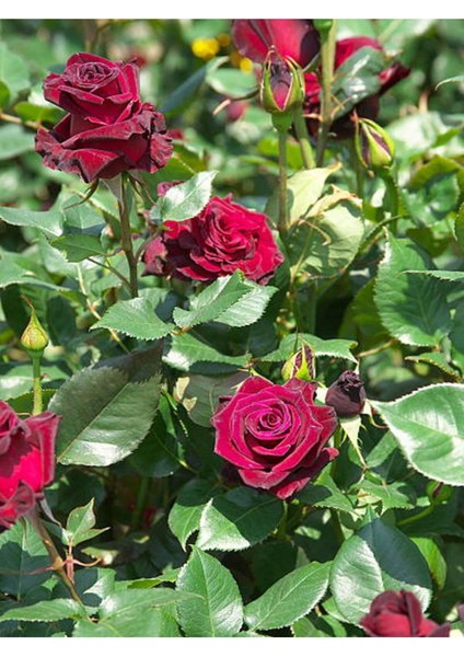 Videolu Yediveren Kokulu Bordo Renk (30 60 Cm) 2 Adet Saksılı Aşılı Gül Burgundy Rose fiyatları