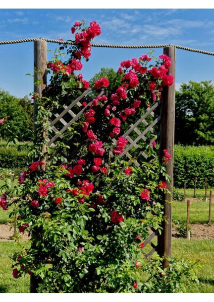 Videolu Yediveren Kokulu Bordo Renk (30 60 Cm) 2 Adet Saksılı Aşılı Gül Burgundy Rose modelleri