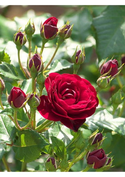 Videolu Yediveren Kokulu Bordo Renk (30 60 Cm) 2 Adet Saksılı Aşılı Gül Burgundy Rose fırsatları
