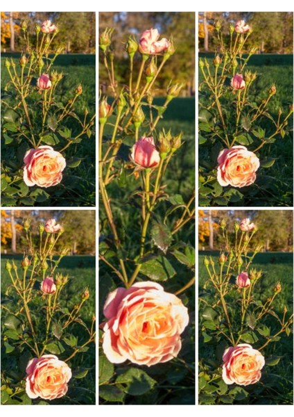 Videolu Yediveren Somon Rengi Kokulu (50 80 Cm) Saksılı Aşılı Gül User Salmon Pink Rose