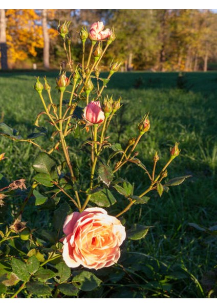 Videolu Yediveren Somon Rengi Kokulu (50 80 Cm) Saksılı Aşılı Gül User Salmon Pink Rose fiyatları