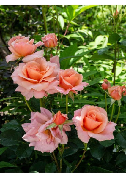 Videolu Yediveren Somon Rengi Kokulu (50 80 Cm) Saksılı Aşılı Gül User Salmon Pink Rose modelleri