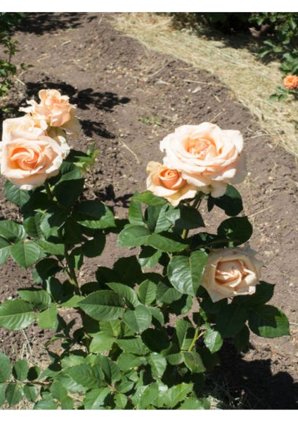 Videolu Yediveren Somon Rengi Kokulu (50 80 Cm) Saksılı Aşılı Gül User Salmon Pink Rose indirimleri