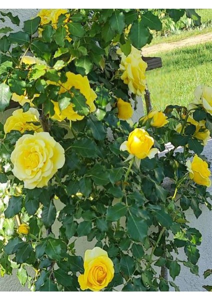 Videolu Mumyalı Aşılı Sarı Gül Fidanı (25 60 Cm) 2 Adet Saksılı Aşılı Gül Yellow Rose fırsatları