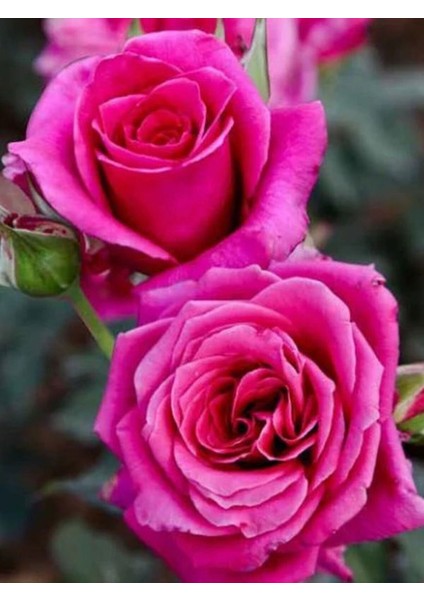 Videolu Yediveren Yoğun Kokulu (30 50 Cm)2 Adet Aşılı Gül Rose