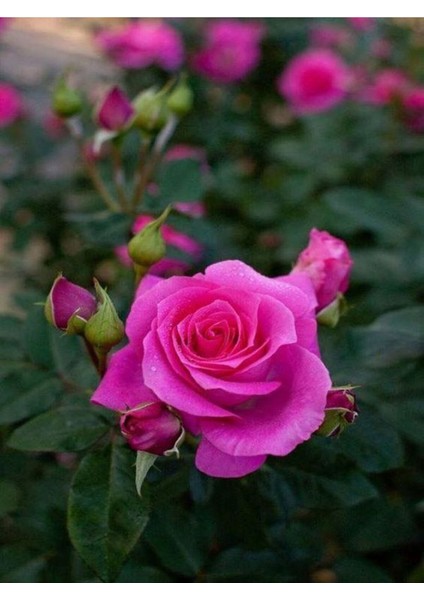 Videolu Yediveren Yoğun Kokulu (30 50 Cm)2 Adet Aşılı Gül Rose fiyatları