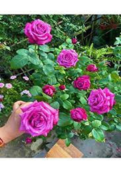 Videolu Yediveren Yoğun Kokulu (30 50 Cm)2 Adet Aşılı Gül Rose modelleri