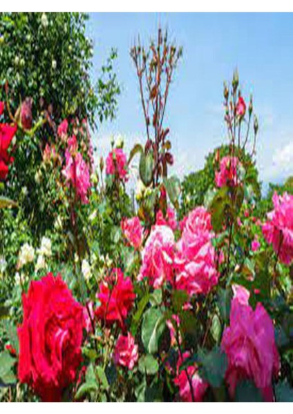 Videolu Yediveren Yoğun Kokulu (30 50 Cm)2 Adet Aşılı Gül Rose fırsatları