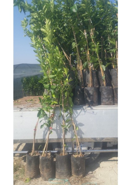 Washıngton Portakal Fidanı fiyatları