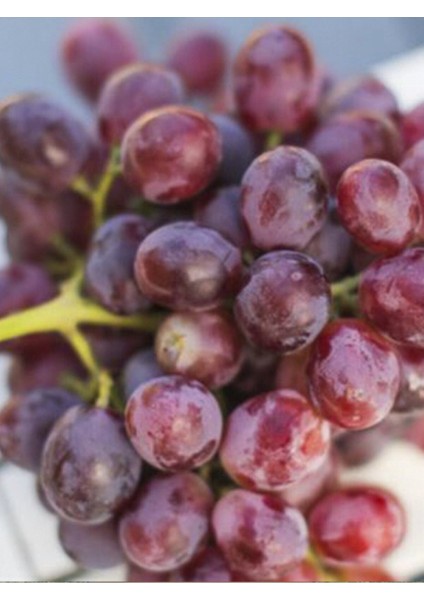 Kızıl Banki Üzüm Fidanı 2 Yaş 40 cm 60 cm Bol Verimli