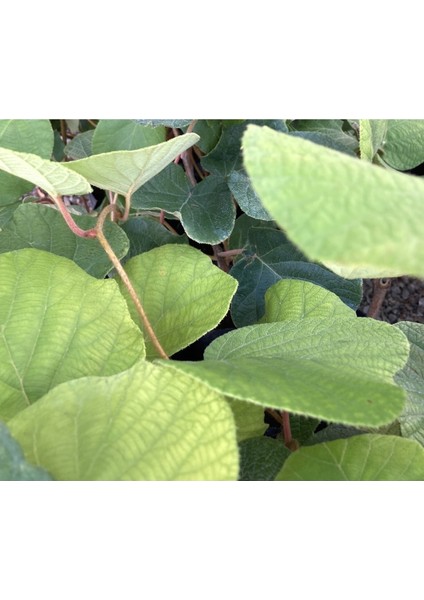 Hayward Kivi Fidanı-Erkek ve Dişi 2 Adet 35-40 cm Bol Verimli Soğuğa Dayanıklı fırsatları