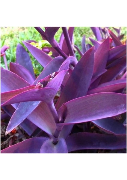 Mor Telgraf Karasevda Çiçeği 10-20 cm Tradescantia