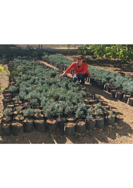 Yoğun Kokulu Lavanta Fidanı 1 Adet modelleri