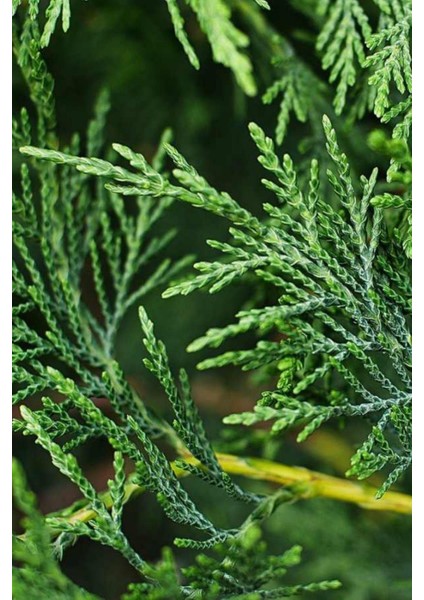 Leylandi 20-40 cm - Cupressocyparis Leylandii