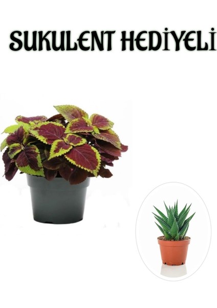Renkli Yapraklı Yaprak-Cam Güzeli Sevgililer Gününe Özel Sukulent Hediyeli