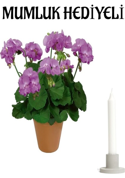 Mor Renk Sardunya Çiçeği Sevgililer Gününe Özel Kurdele Çiçeği Hediyeli