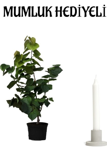 Harika Kokusuyla Mor Leylak Fidanı Sevgililer Gününe Özel Mumluk Hediyeli