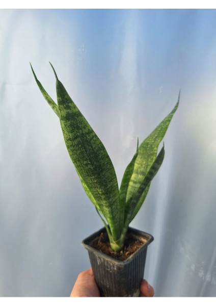 Videolu Kılıç Çiçeği (10 30 Cm) 1 Adet Saksılı Iç/ Dış Mekan Bitkisi Gladiolus