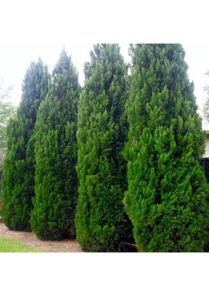 Videolu Muhteşem Kokulu Leylandi Çam Fidanı (30 40 Cm)1 Adet Tüplü Cupressocyparis Leylandii modelleri