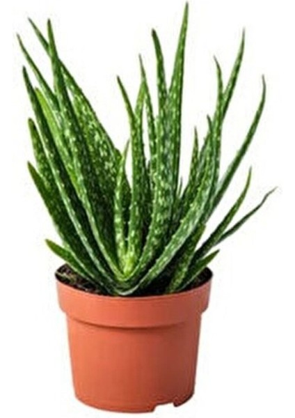 1 Adet Yetişkin Aloevera 3 Yaş Aloe Vera